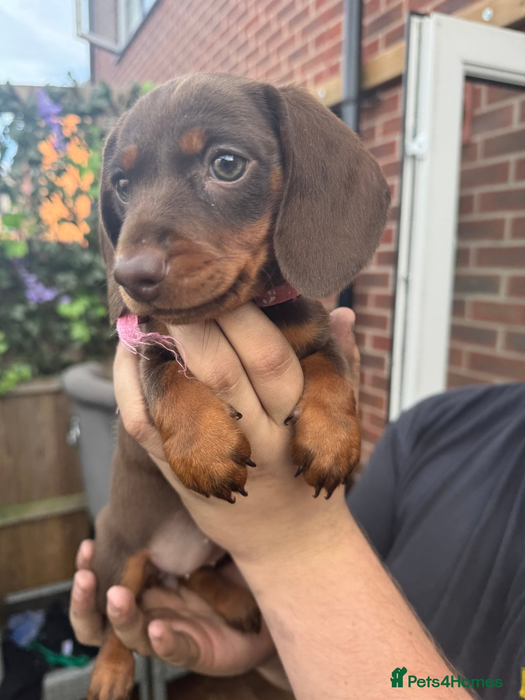 Miniature Dachshund dogs for sale: stunning KC miniature dachshunds  - Image 12
