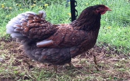 Chickens poultry for sale: Chickens- Wyandotte, Orpington, Legbar, Blue egger - Advert 3