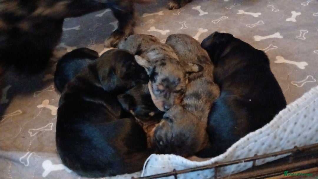 Dachshund dogs for sale: 1x Female Dachshund Left (27/07/2025) - Image 9