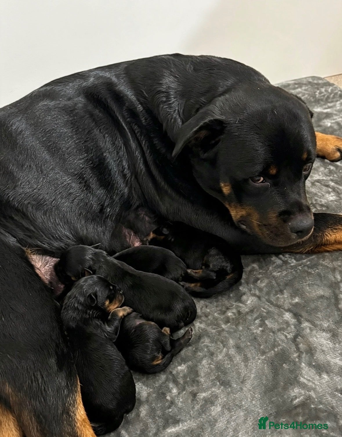 Rottweiler dogs 🐾 KC REGISTERED ROTTWEILER PUPS  - Advert 1