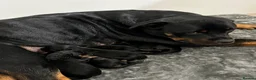 Rottweiler dogs for sale: 🐾 KC REGISTERED ROTTWEILER PUPS  - Advert 1