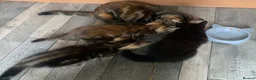 Mixed Breed cats for sale: 10 week old Maincoon cross Tabby kittens  in Bolton - Advert 15