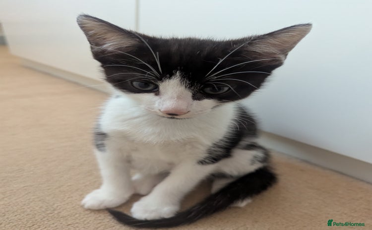 Domestic Shorthair cats for sale - Advert 1