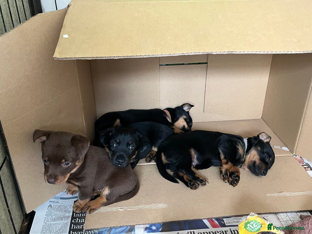Lancashire Heeler dogs for sale: Lancashire Heeler Puppy for sale - Image 8