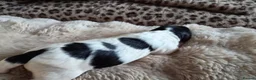 English Springer Spaniel dogs for sale: Springer Spaniel Pups - Advert 6