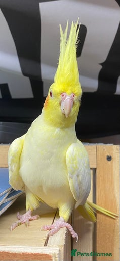 Gallery Image {{count}}