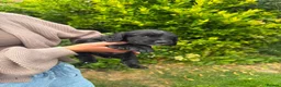 Cocker Spaniel dogs for sale: ** KC reg working Cocker Spaniels **  in Thirsk - Advert 3