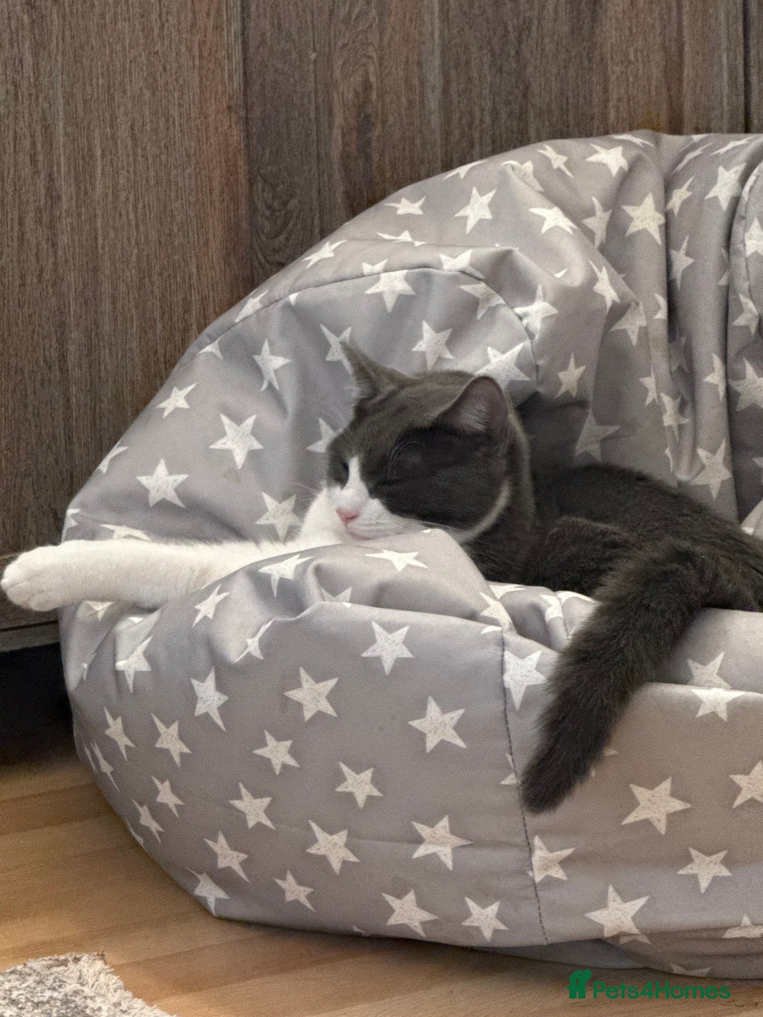 Mixed Breed cats for sale: Two brothers looking for new home - Image 4