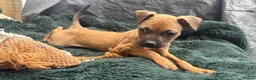 Mixed Breed dogs for sale: German Shepherd mix puppies  in Swansea - Advert 33