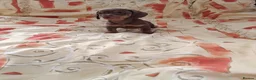 Dachshund dogs for sale: Dachshund puppies ready for new home  - Advert 20