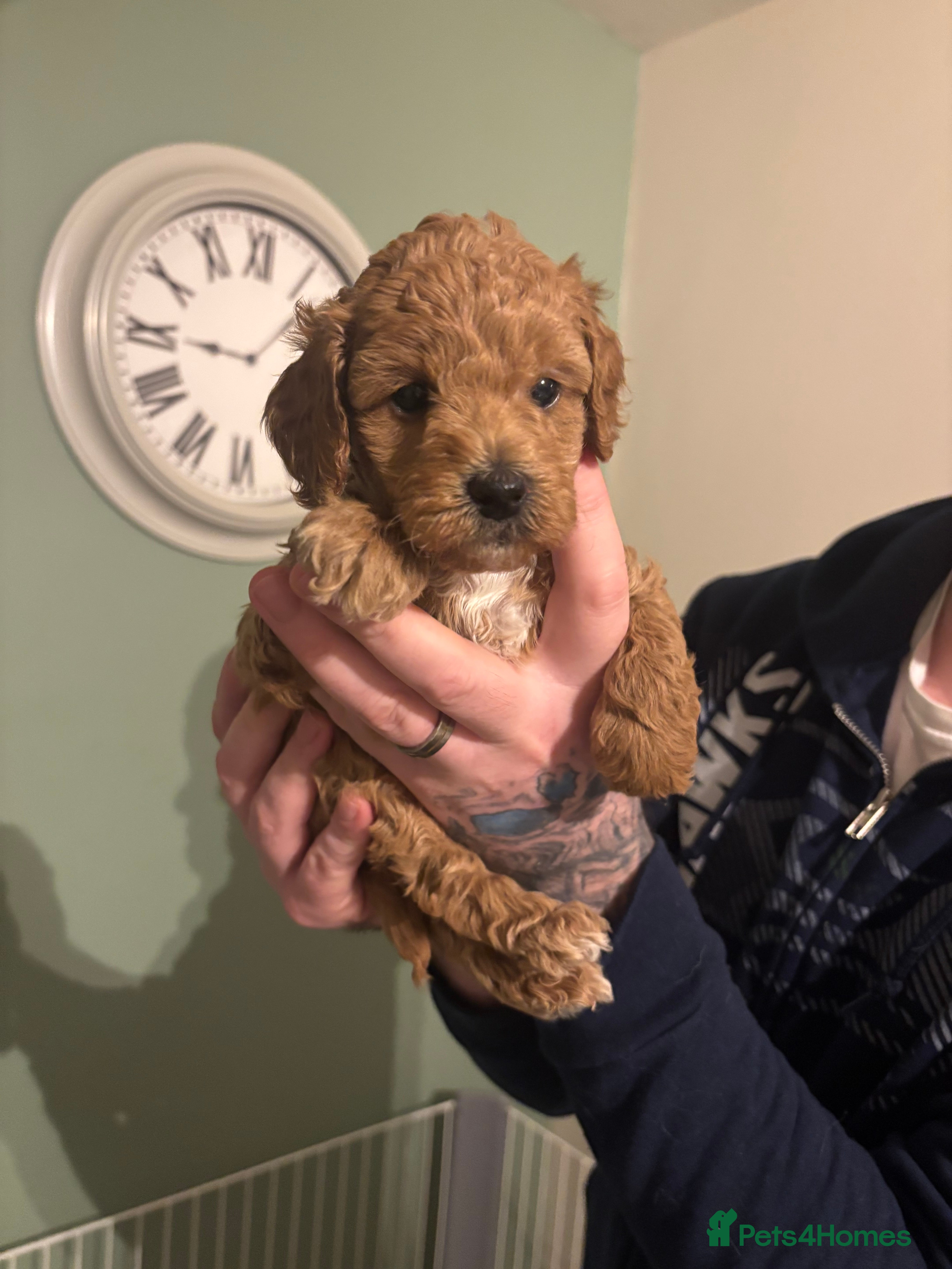 Toy Poodle dogs Toy poodles for sale - Advert 17