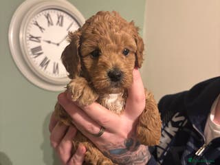 Toy Poodle dogs Toy poodles for sale - Advert 6