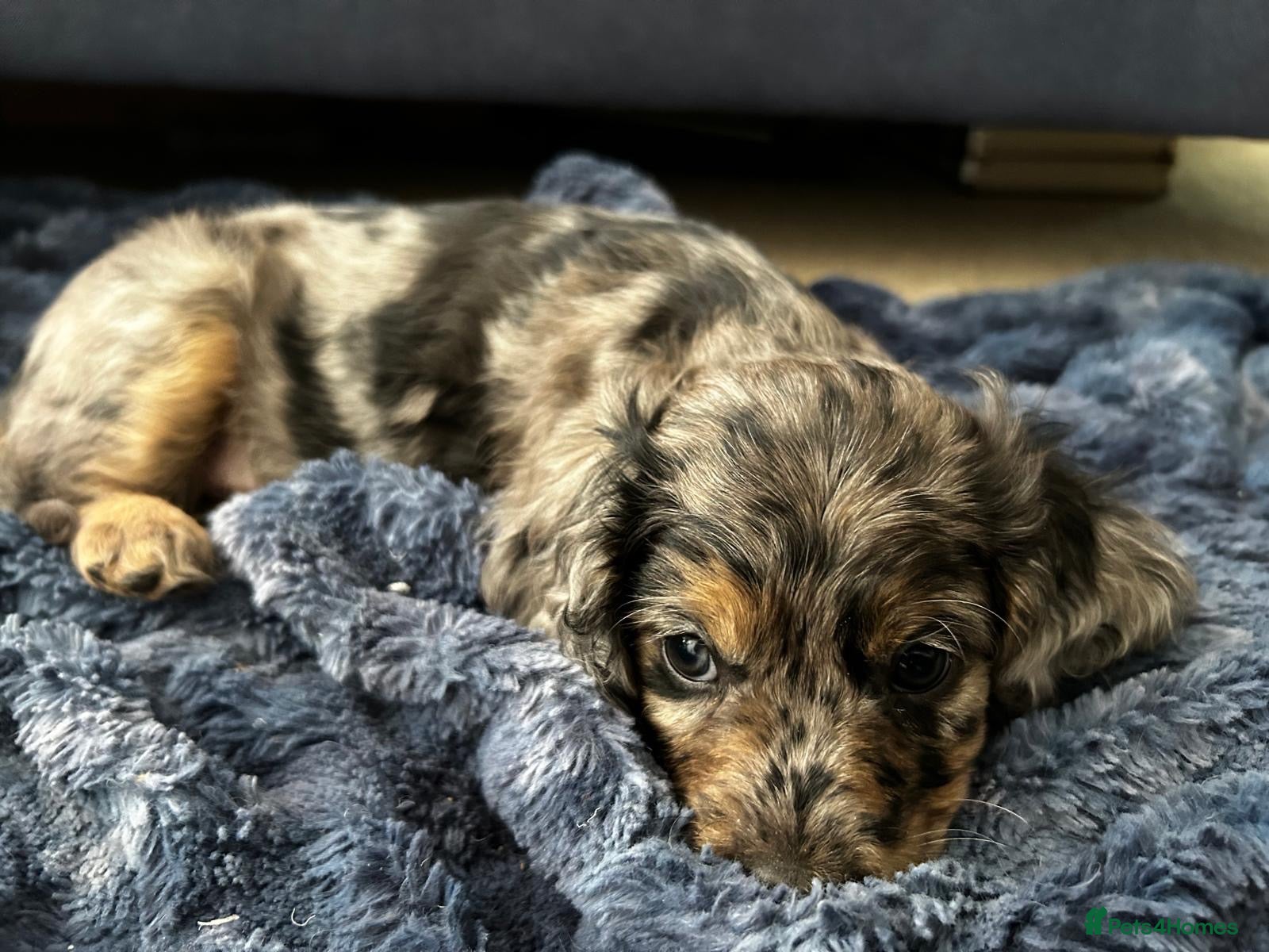 Cavapoo dogs Tri colour Cavapoo boy - Advert 5
