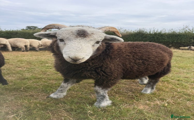 Sheep livestock - Advert 2
