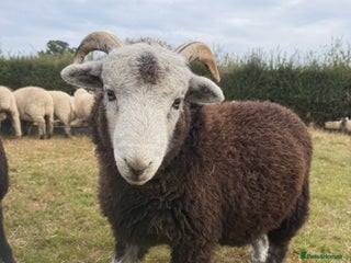 Sheep livestock - Advert 15