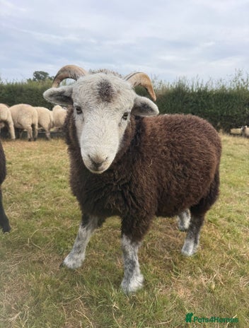 Sheep livestock - Advert 2