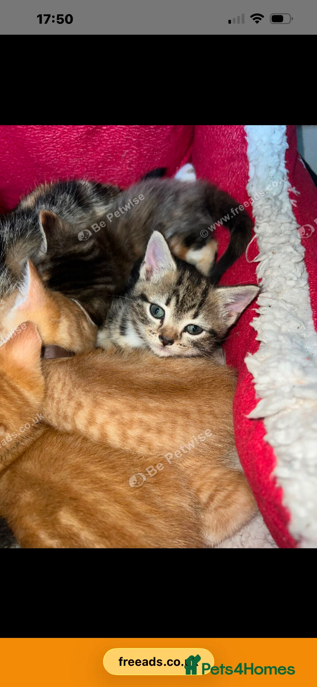Mixed Breed cats for sale: Beautiful kittens for sale  - Advert 2