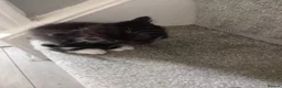 Persian cats for sale:  8 Persian kittens, Blue, Black and Black & White. - Advert 7