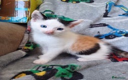 Domestic Shorthair cats for sale: 4 lovely kittens for sale  - Image 2