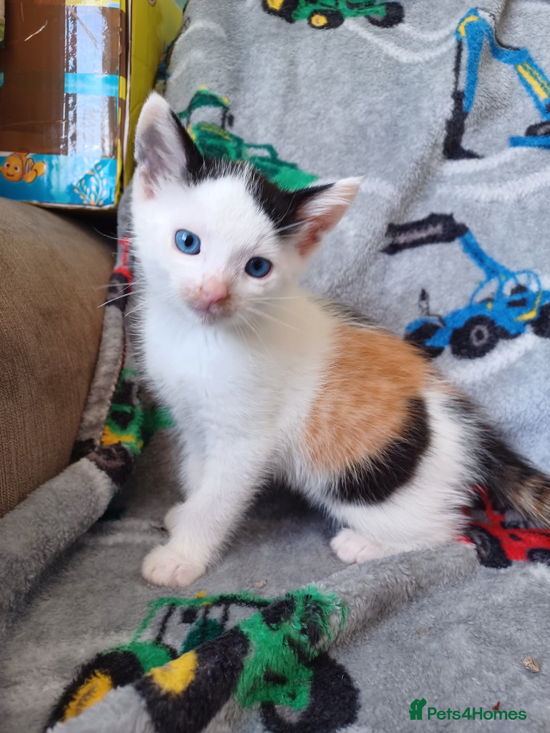 Domestic Shorthair cats for sale: 4 lovely kittens for sale  - Image 2