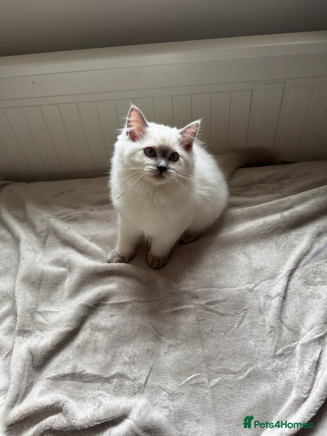 Ragdoll cats for sale: 6 adorable kittens , ready to go home in April  - Advert 3