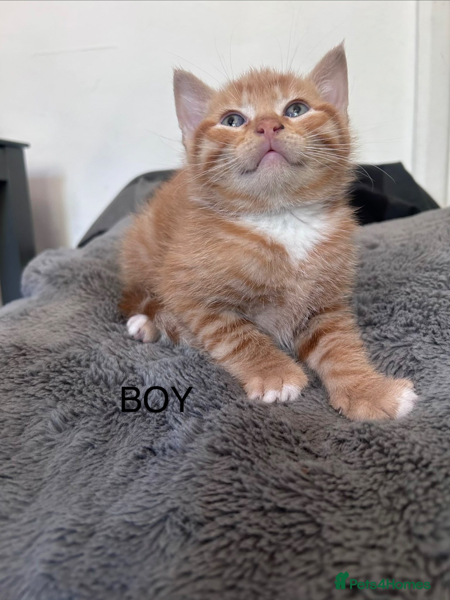 Mixed Breed cats Kittens 1/4 Maine coon. 7 weeks and ready to go  - Advert 6