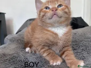 Mixed Breed cats Kittens 1/4 Maine coon. 7 weeks and ready to go - Advert 6