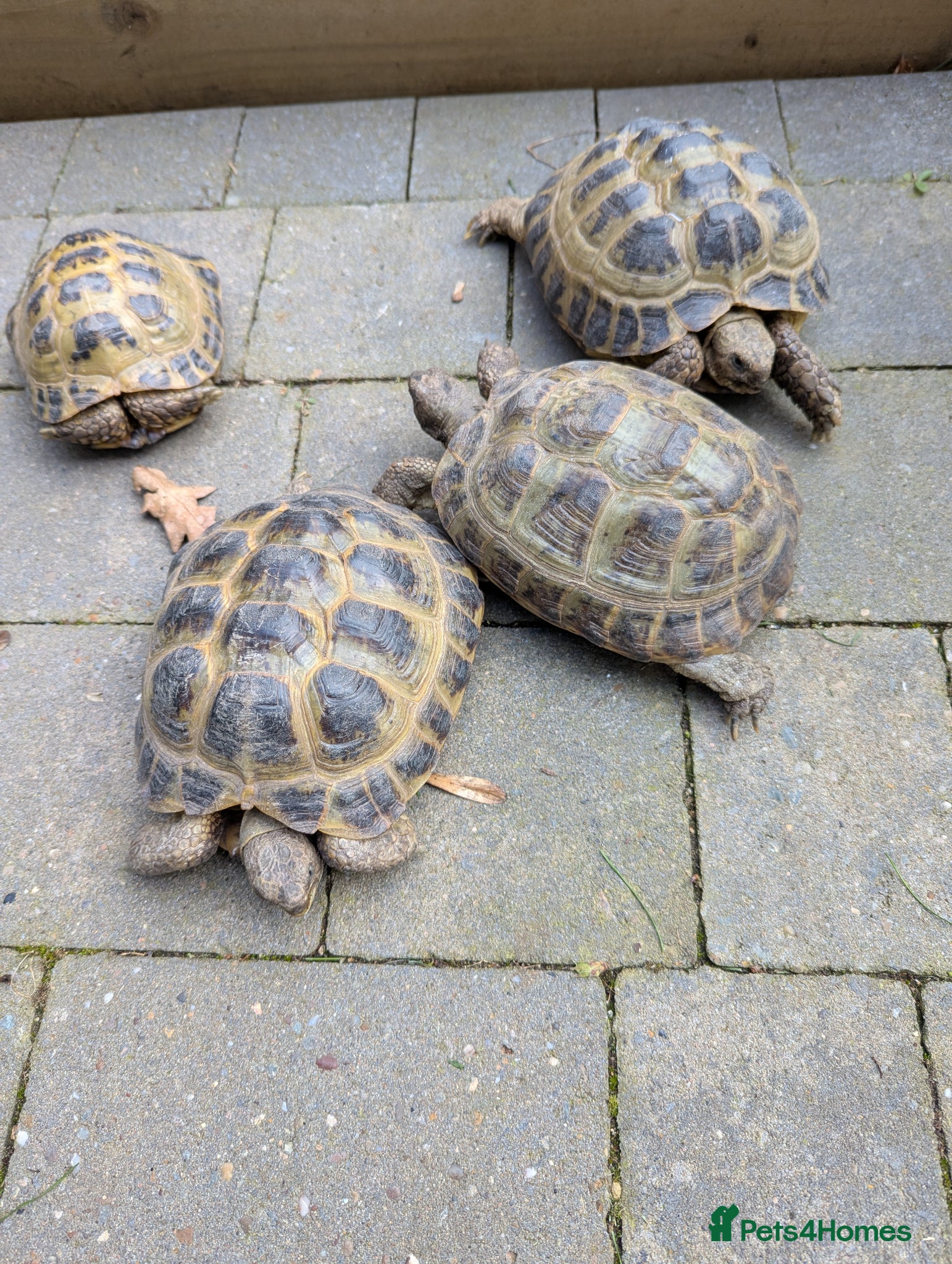Tortoise reptiles Horsefield tortoises x 4 - Advert 2