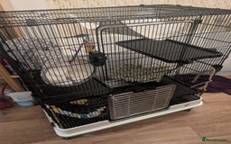 Rat rodents for sale: Free rats with set up - Image 2