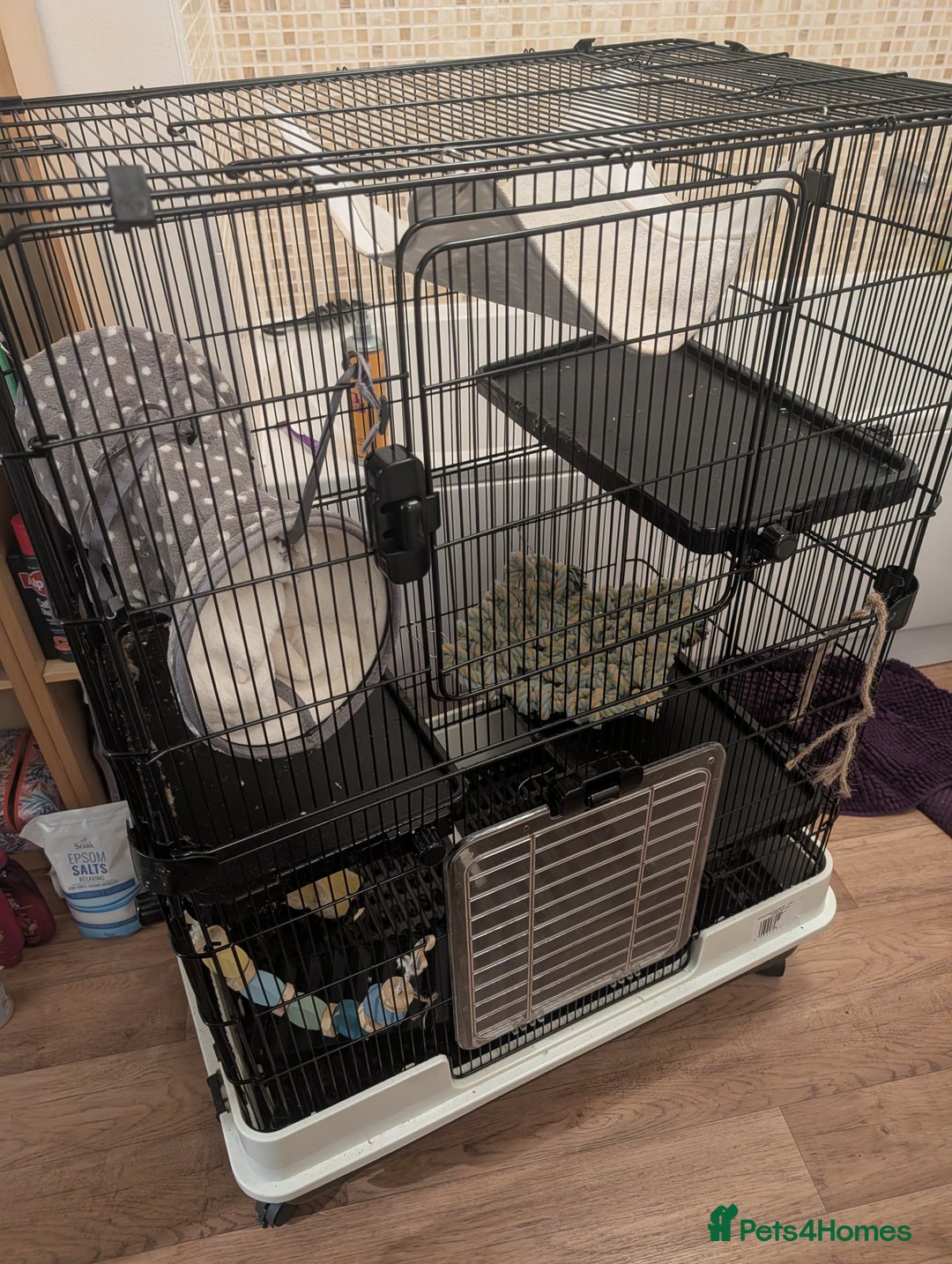 Rat rodents for sale: Free rats with set up - Image 2