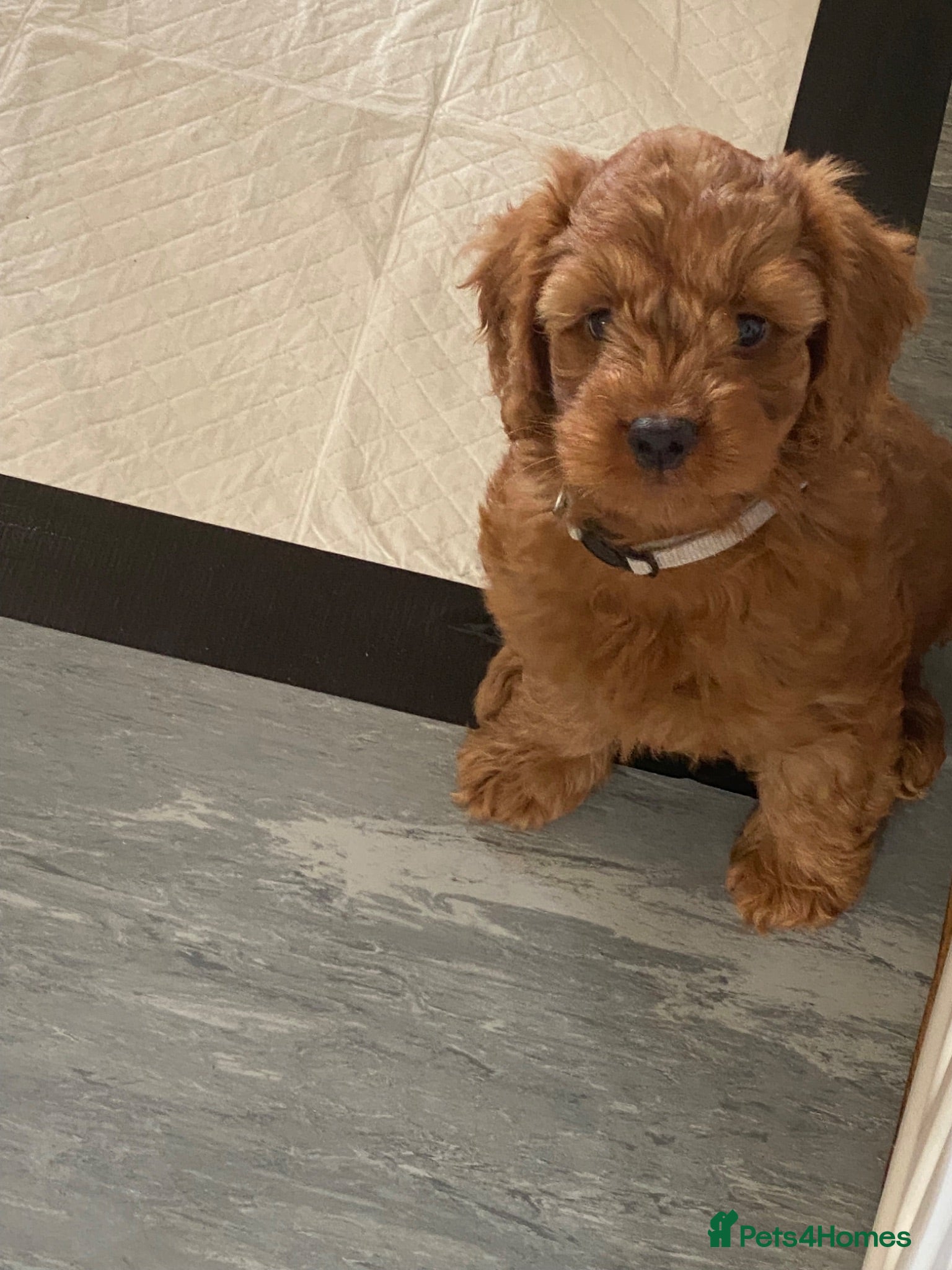 Cockapoo dogs DNA Clear 6 Gorgeous Dark Red F1 Cockapoo puppies - Advert 2