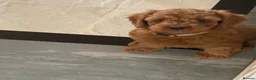 Cockapoo dogs for sale: DNA Clear 6 Gorgeous Dark Red F1 Cockapoo puppies - Advert 3