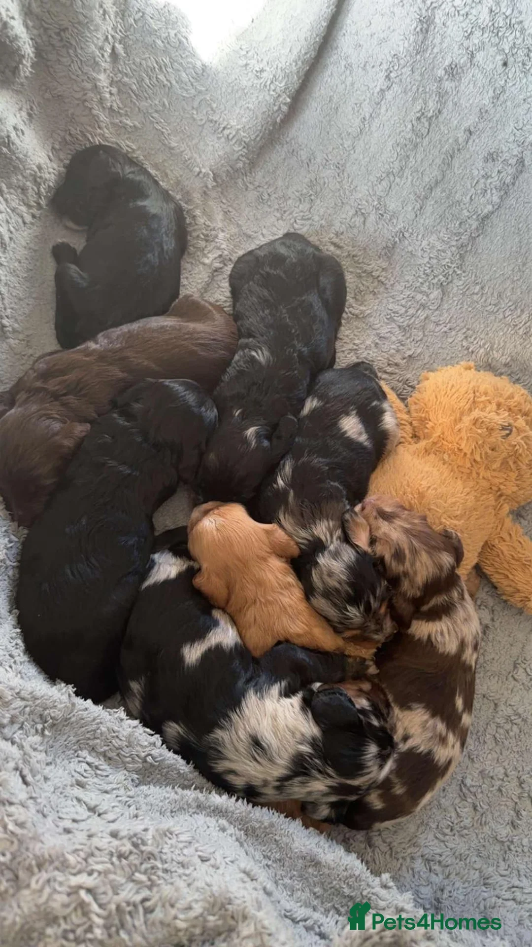 Miniature Poodle dogs for stud: 💥FOR STUD💥 CHOC MERLE PHANTOM MIN POODLE in Doncaster - Advert 13