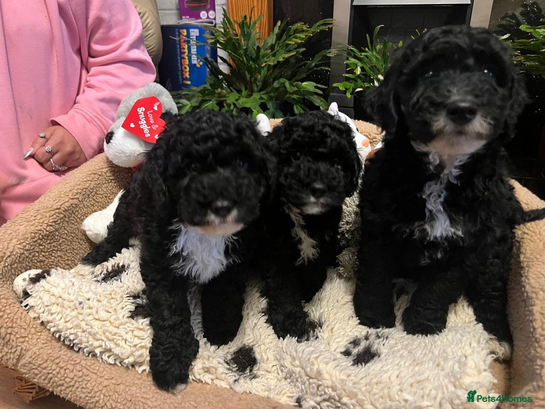 Cockapoo dogs for sale: Beautiful f1b cockapoo puppies  - Image 5