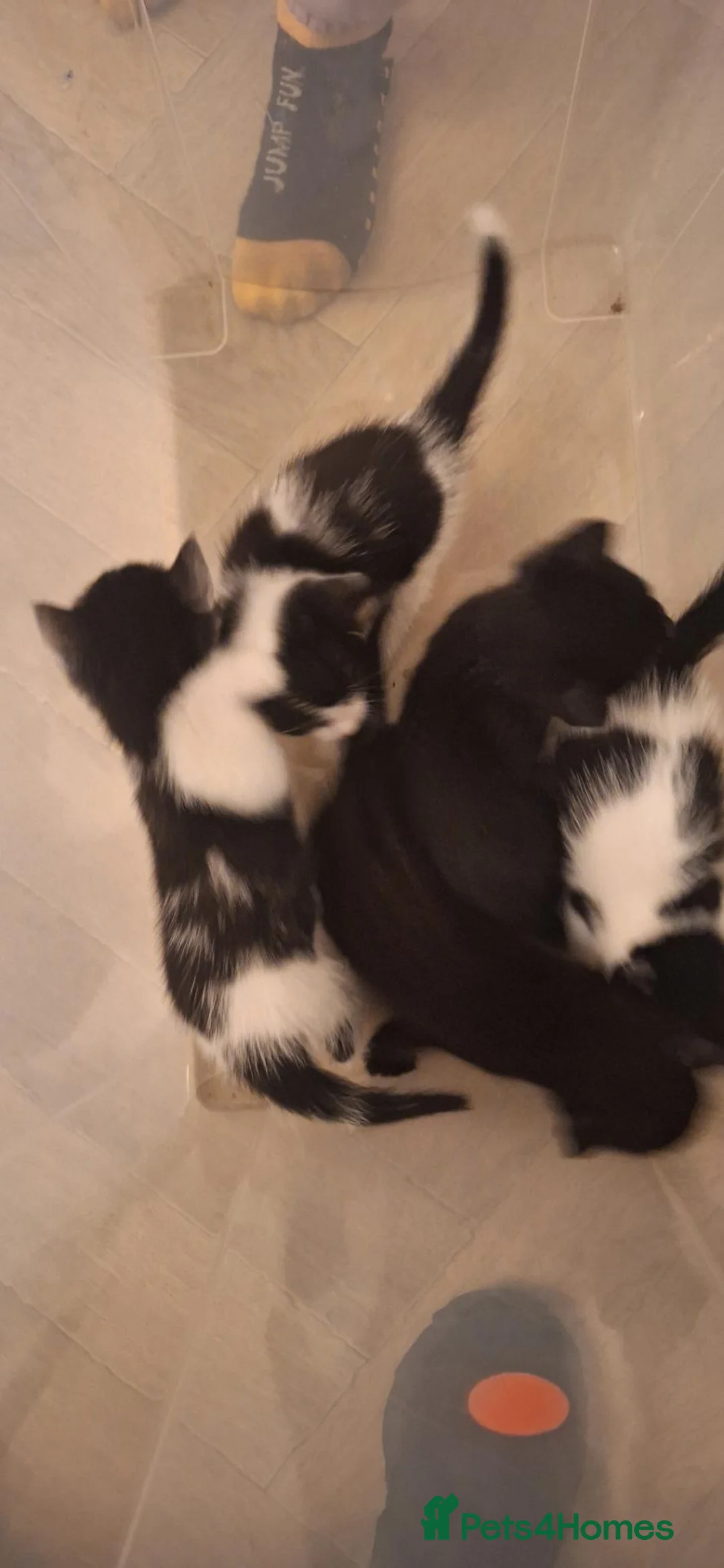 Mixed Breed cats for sale:  **  and 5 kittens in Bury - Advert 1