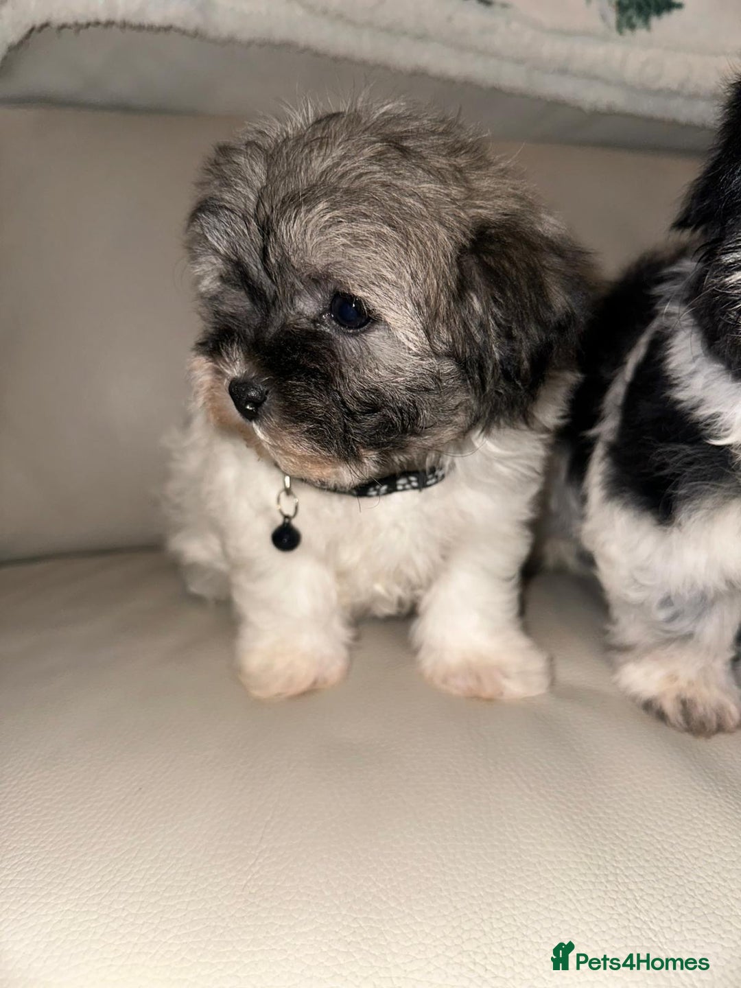 Malshi dogs for sale: Maltese x shih tzu - Malshi puppies - Advert 6