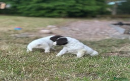 English Springer Spaniel dogs for sale: KC springer spaniel  - Image 5