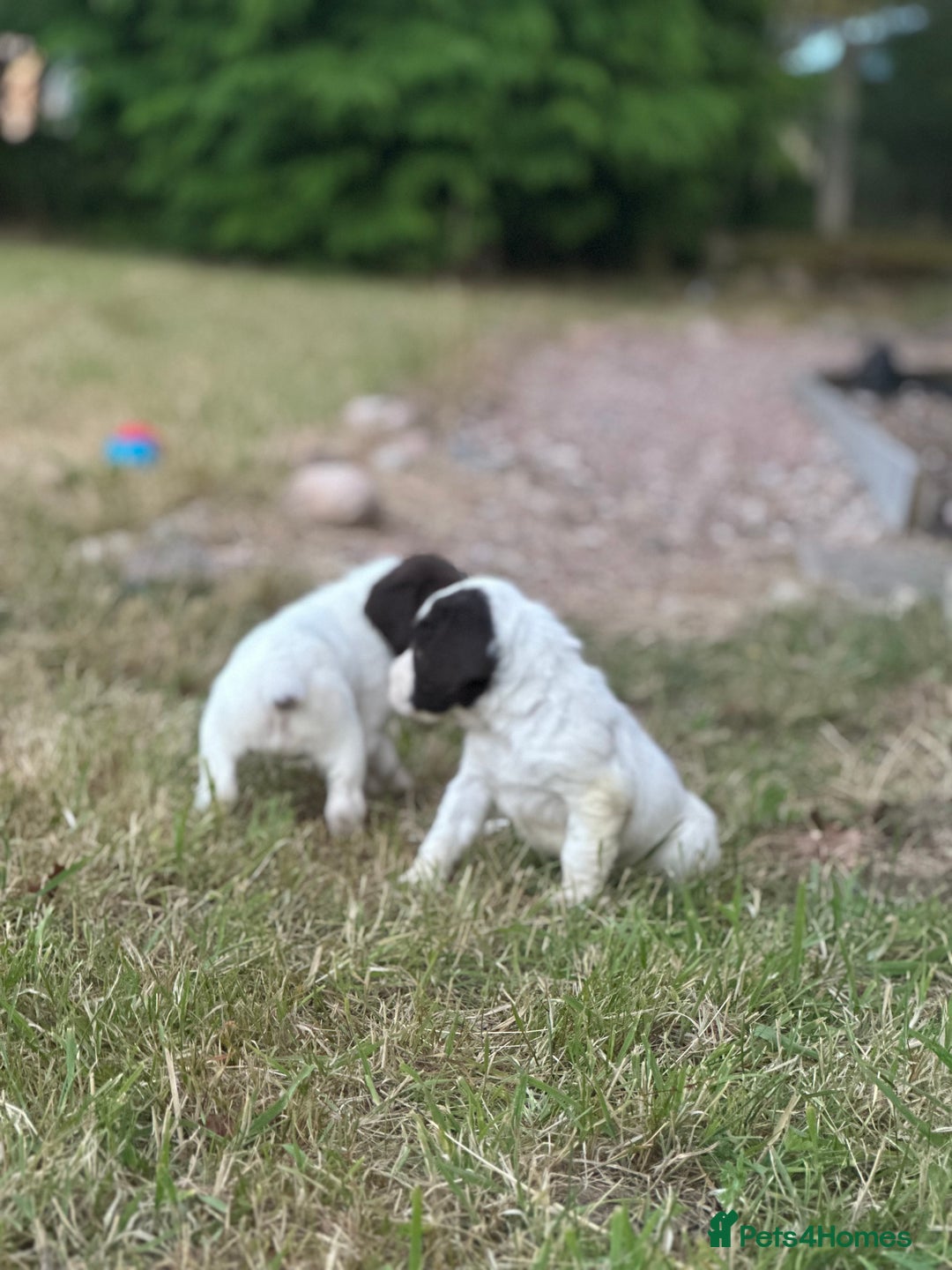 English Springer Spaniel dogs for sale: KC springer spaniel  - Image 5