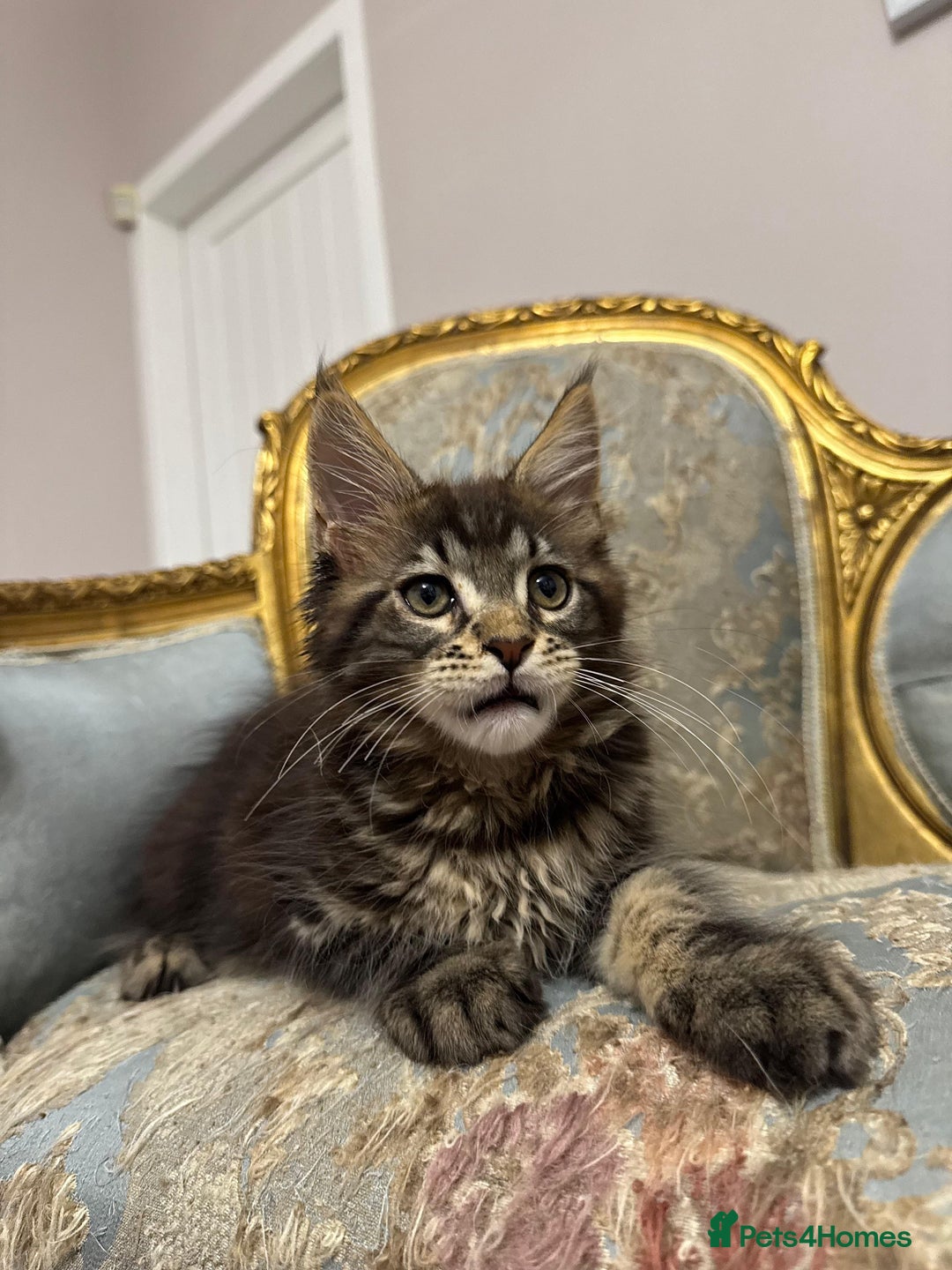 Maine Coon cats for sale: Maine Coon Kittens 🏆 20+ gen 🧬 pedigree 🎄🎄🎄 - Advert 14