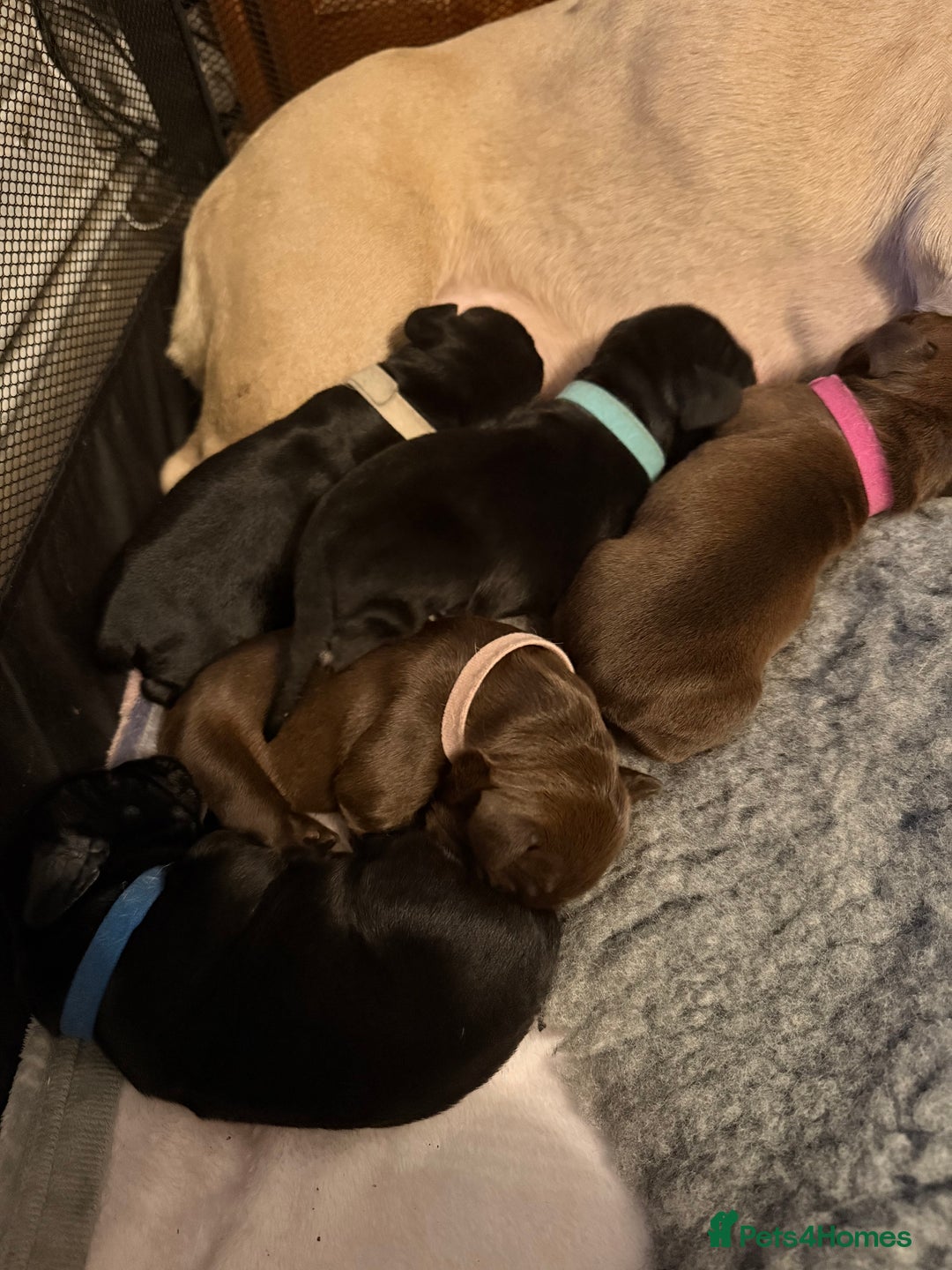 Mixed Breed dogs for sale: French bulldog cross puppies - Advert 8