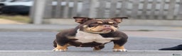 American Bully dogs for sale: American bullies  - Advert 1