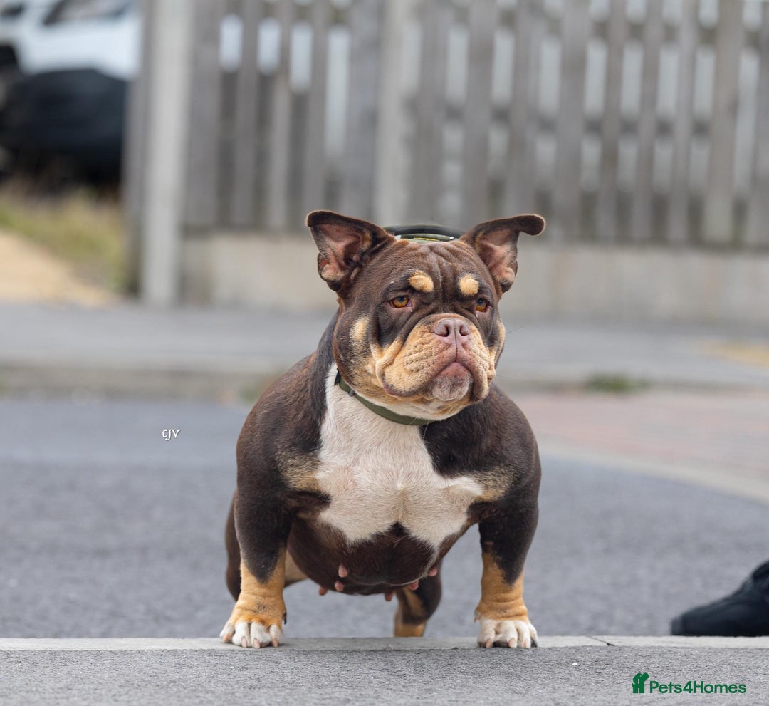 American Bully dogs for sale: American bullies  - Advert 1