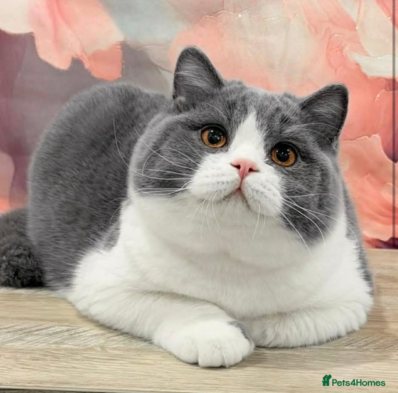 British Shorthair cats BI COLOUR BLUE STUD GCCF & TICA 🎲 - Advert 11