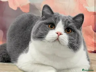 British Shorthair cats BI COLOUR BLUE STUD GCCF & TICA 🎲 - Advert 11