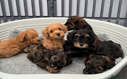 Schnoodle dogs for sale: F1 Puppy schnoodles - Image 3
