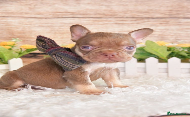 French Bulldog dogs - Advert 7