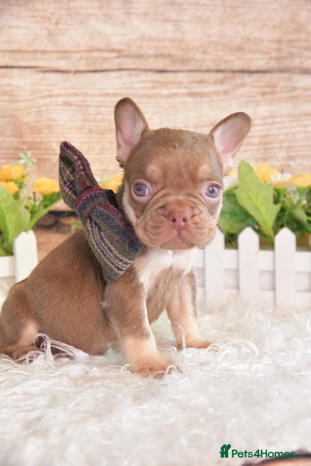 French Bulldog dogs for sale: Kc registered new shade french bulldogs - Image 17