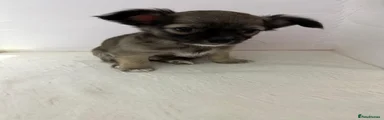 Chihuahua 2
