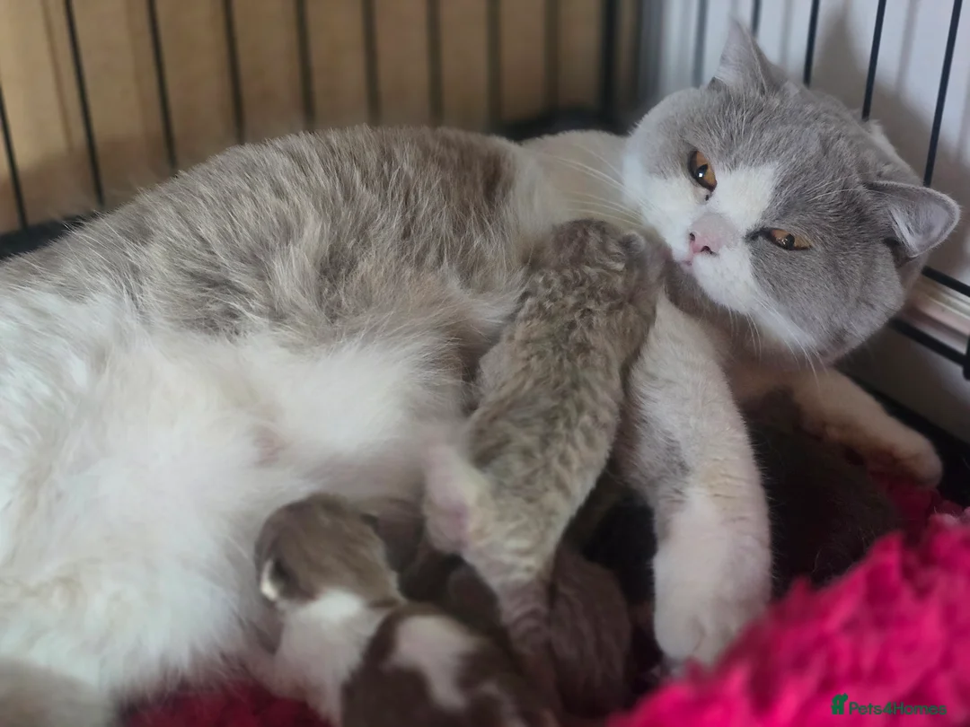 British Shorthair cats for sale: TICA registered British shorthair kittens - Advert 12