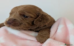 Cockapoo dogs for sale: Beautiful Cockapoo puppies 🐶 😍  - Image 9